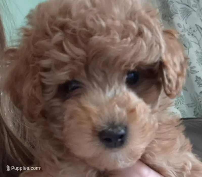 Blaze – Poodle - Toy  puppy for sale in Buckeye, AZ