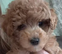 Blaze, a male Poodle - Toy  for sale in Buckeye, AZ – 1 of 6