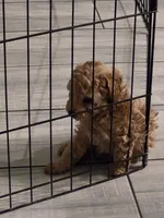 Blaze, a male Poodle - Toy  for sale in Buckeye, AZ – 3 of 6