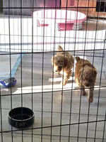 Blaze, a male Poodle - Toy  for sale in Buckeye, AZ – 2 of 6