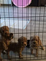Poppy, a female Poodle - Toy  for sale in Buckeye, AZ – 2 of 5