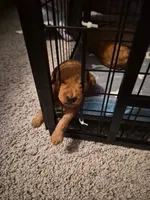 Poppy, a female Poodle - Toy  for sale in Buckeye, AZ – 3 of 5