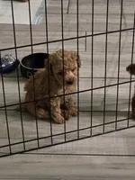 Red, a male Poodle - Toy  for sale in Buckeye, AZ – 2 of 5