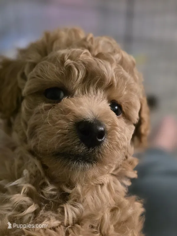 Teddy Bear – Poodle - Toy  puppy for sale in Buckeye, AZ