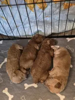 Red, a male Poodle - Toy  for sale in Buckeye, AZ – 3 of 5