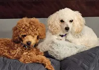 Red, a male Poodle - Toy  for sale in Buckeye, AZ – 5 of 5