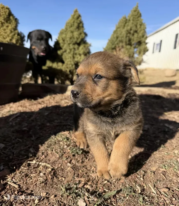 Brownie – Australian Cattle Dog, Rottweiler puppy for sale in Aurora, CO