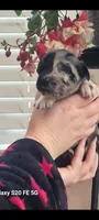 Hermione, a female Australian Shepherd for sale in Williamsport, PA – Photo 6 of 7