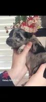 Hermione, a female Australian Shepherd for sale in Williamsport, PA – Photo 3 of 7
