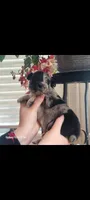 Hermione, a female Australian Shepherd for sale in Williamsport, PA – Photo 4 of 7