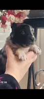 Hermione, a female Australian Shepherd for sale in Williamsport, PA – Photo 1 of 7