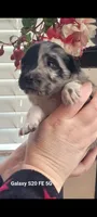 Hermione, a female Australian Shepherd for sale in Williamsport, PA – Photo 7 of 7