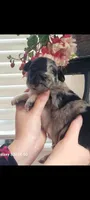 Hermione, a female Australian Shepherd for sale in Williamsport, PA – Photo 5 of 7