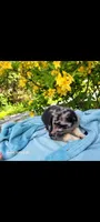 Hermione, a female Australian Shepherd for sale in Williamsport, PA – 2 of 9