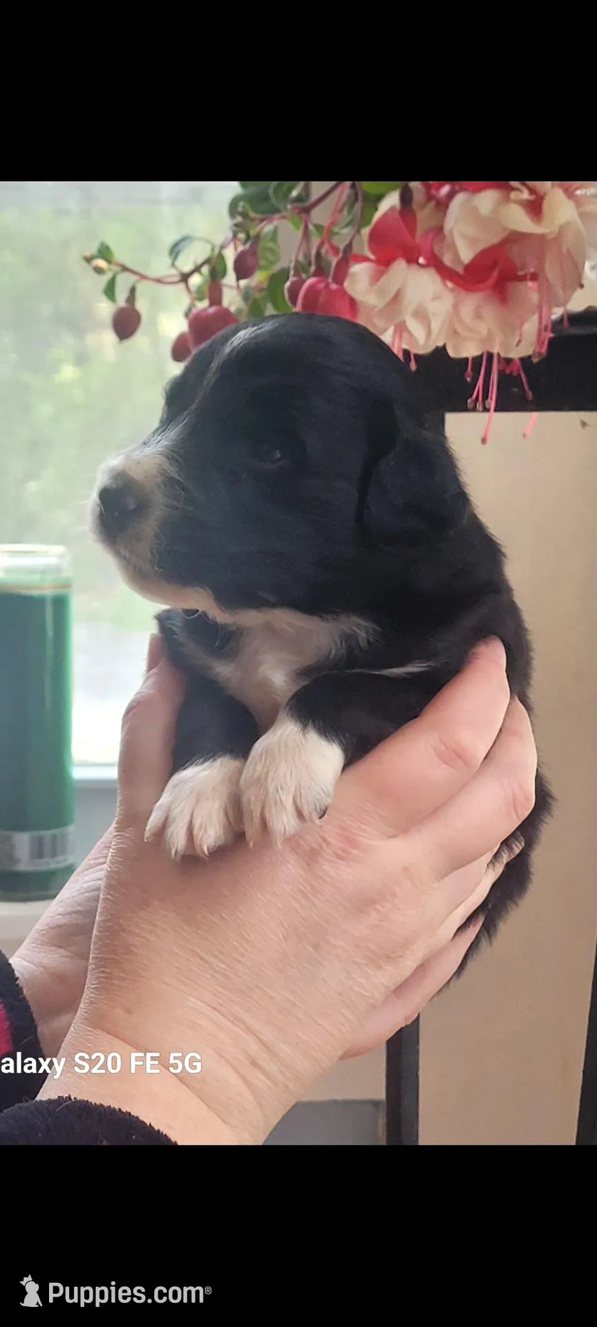 Goyle , a male Australian Shepherd for sale in Williamsport, PA – Photo 2 of 3