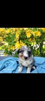 Luna, a female Australian Shepherd for sale in Williamsport, PA – 3 of 8