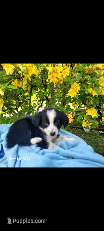 Hagrid – Australian Shepherd puppy for sale in Williamsport, PA