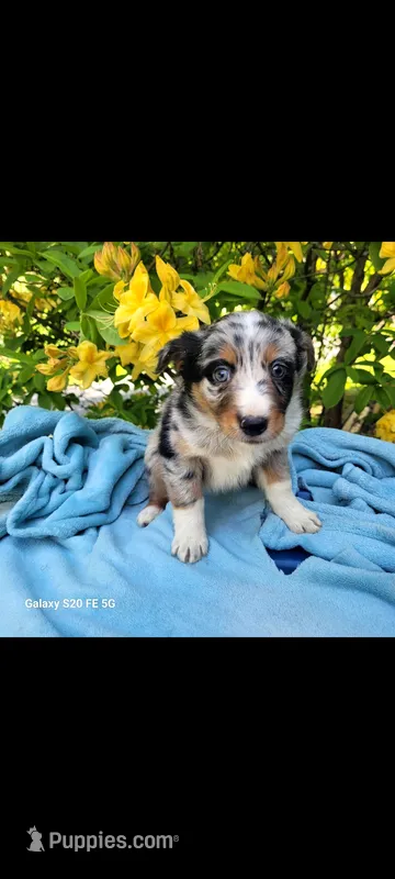 Luna – Australian Shepherd puppy for sale in Williamsport, PA