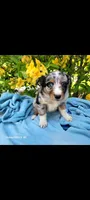 Luna, a female Australian Shepherd for sale in Williamsport, PA – 1 of 8