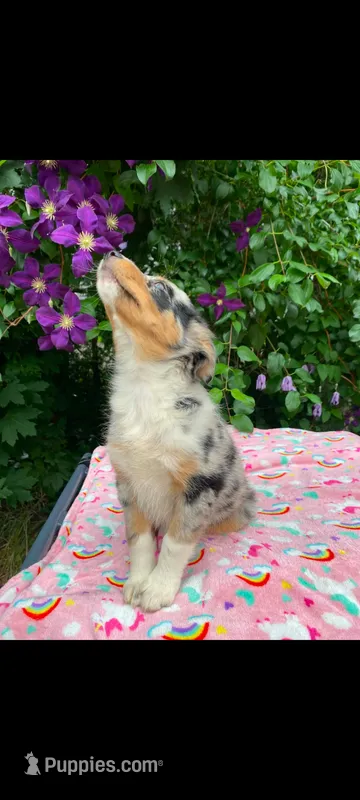 Luna – Australian Shepherd puppy for sale in Williamsport, PA