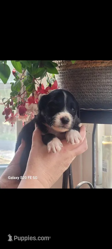 Goyle , a male Australian Shepherd for sale in Williamsport, PA – Photo 1 of 3