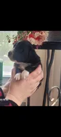 Goyle , a male Australian Shepherd for sale in Williamsport, PA – Photo 3 of 3