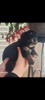 Crabbe, a male Australian Shepherd for sale in Williamsport, PA – Photo 4 of 4
