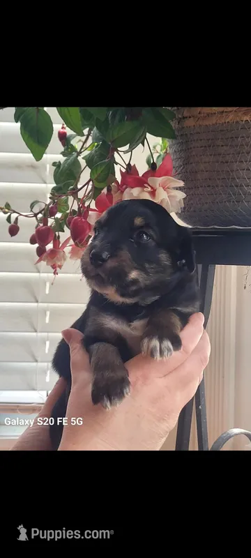Crabbe, a male Australian Shepherd for sale in Williamsport, PA – Photo 1 of 4