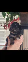 Crabbe, a male Australian Shepherd for sale in Williamsport, PA – Photo 1 of 4
