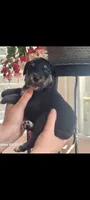 Crabbe, a male Australian Shepherd for sale in Williamsport, PA – Photo 3 of 4