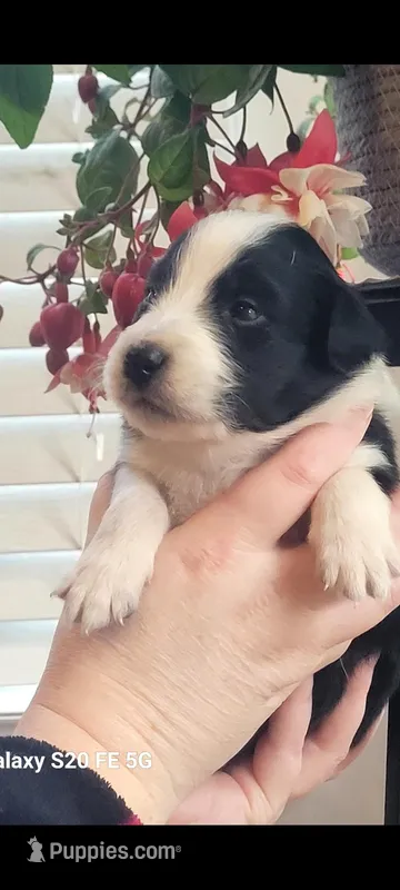 Dobby, a male Australian Shepherd for sale in Williamsport, PA – Photo 1 of 3