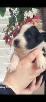 Dobby, a male Australian Shepherd for sale in Williamsport, PA – Photo 1 of 3