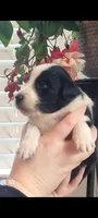 Dobby, a male Australian Shepherd for sale in Williamsport, PA – Photo 3 of 3