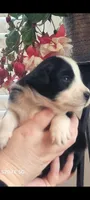 Dobby, a male Australian Shepherd for sale in Williamsport, PA – Photo 2 of 3