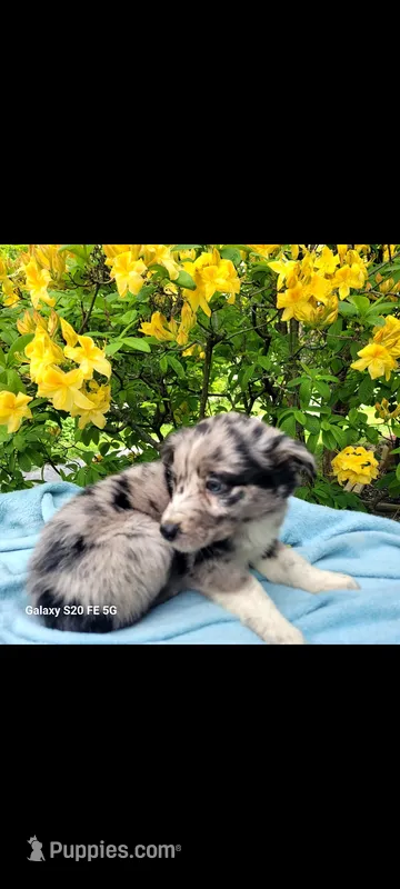 Lilly – Australian Shepherd puppy for sale in Williamsport, PA