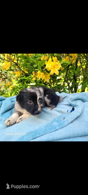 Hermione – Australian Shepherd puppy for sale in Williamsport, PA