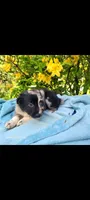 Hermione, a female Australian Shepherd for sale in Williamsport, PA – 1 of 9