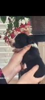 Hagrid, a male Australian Shepherd for sale in Williamsport, PA – Photo 3 of 4