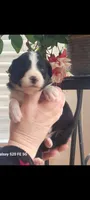 Hagrid, a male Australian Shepherd for sale in Williamsport, PA – Photo 2 of 4