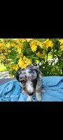 Luna, a female Australian Shepherd for sale in Williamsport, PA – 2 of 8