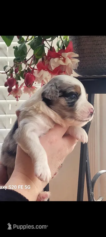 Harry, a male Australian Shepherd for sale in Williamsport, PA – Photo 1 of 6