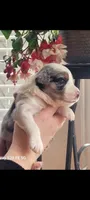 Harry, a male Australian Shepherd for sale in Williamsport, PA – Photo 1 of 6