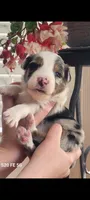 Harry, a male Australian Shepherd for sale in Williamsport, PA – Photo 6 of 6