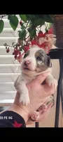 Harry, a male Australian Shepherd for sale in Williamsport, PA – Photo 3 of 6