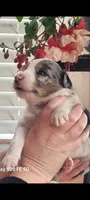 Harry, a male Australian Shepherd for sale in Williamsport, PA – Photo 4 of 6