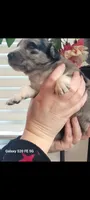 Lilly, a female Australian Shepherd for sale in Williamsport, PA – Photo 5 of 6