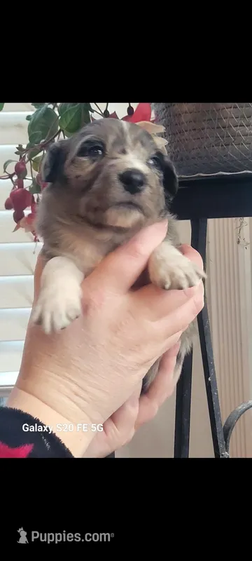 Lilly – Australian Shepherd puppy for sale in Williamsport, PA