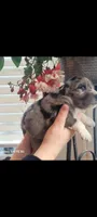 Lilly, a female Australian Shepherd for sale in Williamsport, PA – Photo 6 of 6