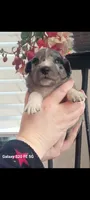 Lilly, a female Australian Shepherd for sale in Williamsport, PA – Photo 3 of 6