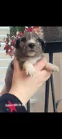 Lilly, a female Australian Shepherd for sale in Williamsport, PA – Photo 2 of 6